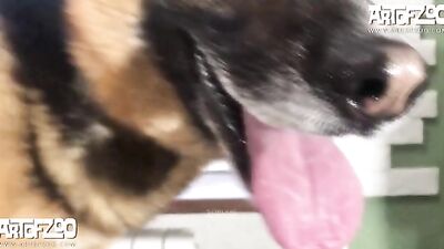Hungry Pup Gets Satisfied With Tinys Sweet Treat