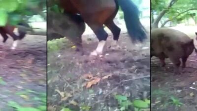 caballo fodendo porco