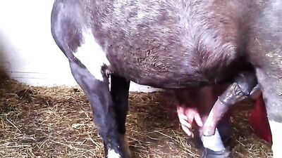 el caballo enena homoxeual