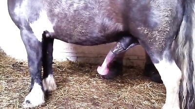 el caballo enena homoxeual