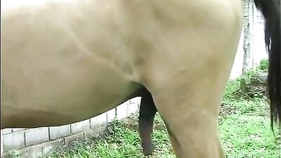 Texas Cowgirl Sucks Horse Cock