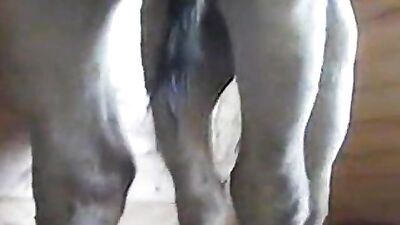 burro gay