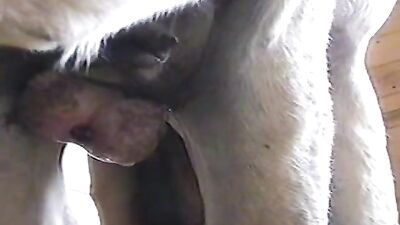 burro gay