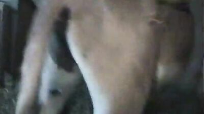 burro gay