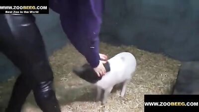 cerdo con esposa