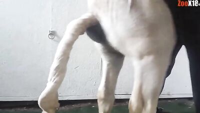 caballo con cosolador folla gay