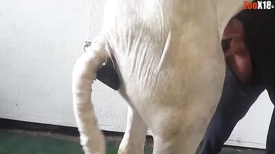 caballo con cosolador folla gay