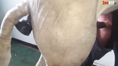 caballo con cosolador folla gay