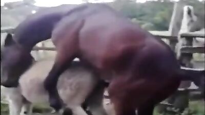 Cachorro gay fodendo dono rabudo