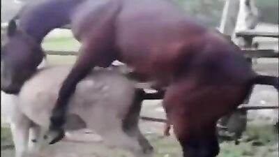 Cachorro gay fodendo dono rabudo