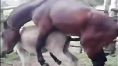 Cachorro gay fodendo dono rabudo
