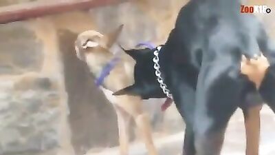perro gay
