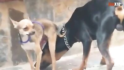 perro gay