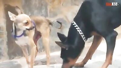 perro gay