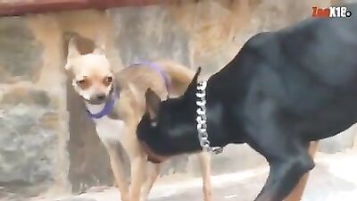 perro gay