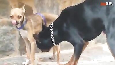 perro gay