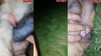 caballo con perro
