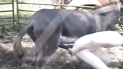 burro transando con gay