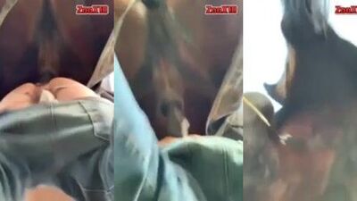 los caballos follan gay