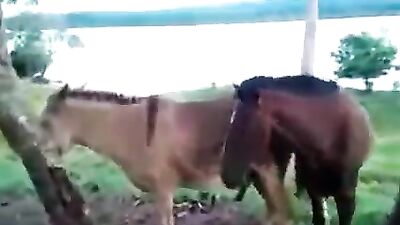 Arrombando o Cuzinho do Burro Gay