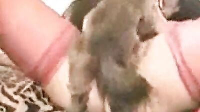 Dog Screw