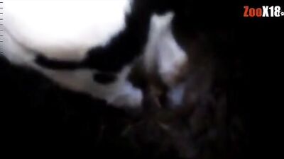 cow / calf anal compilation part.1