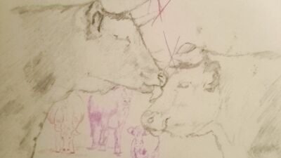 Cow lick