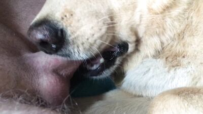 Dog licks owners big dick and stimulates him properly