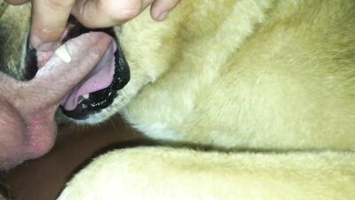 Dog licks owners big dick and stimulates him properly