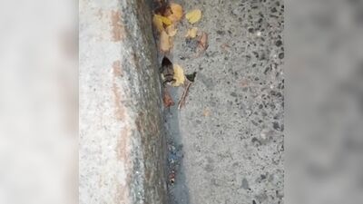 An insect the size of a leaf