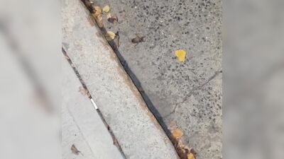 An insect the size of a leaf