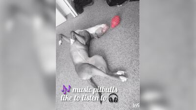 Music titled Dogs like Toyz