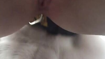 bulldog licks pussy