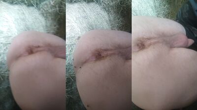 Flies ass2