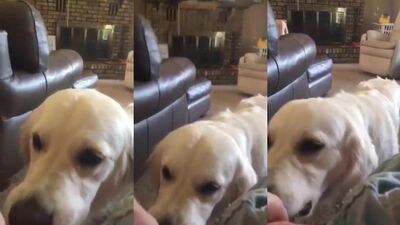 Furry Friends Forever: Sweet Girls & Playful Pups!