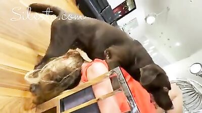 Sweet Slobbering Sex With Gorgeous Girls and Hungry Hounds