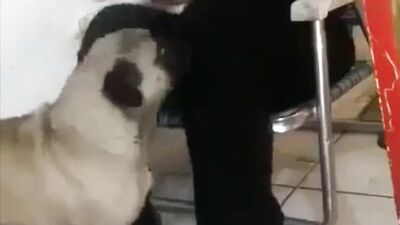 Le gusta que el perro le coma el coño