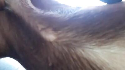 Zooilia