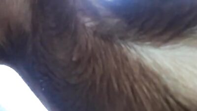 Zooilia
