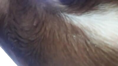 Zooilia