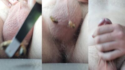 Bee Sting Balls