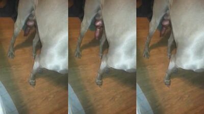 Dog hardon