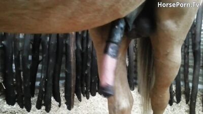 Horse hard on