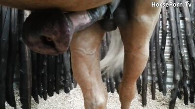 Horse hard on