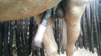 Horse hard on