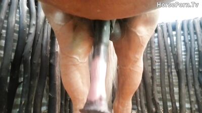 Horse hard on