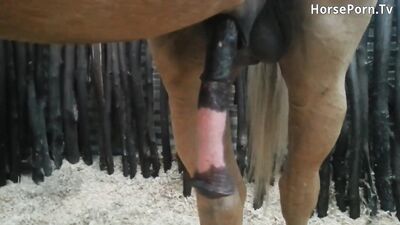 Horse hard on