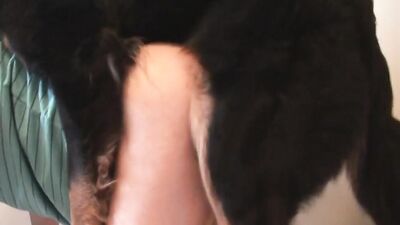 Man and mountain dog active fuck