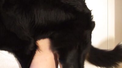 Man and mountain dog active fuck