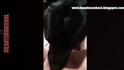 Bareback Dog Fucks Girl in Knot, POV Blowjob and Cumshot